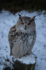 Vertical closeup of a Eurasian eagle-owl, Bubo bubo standing on a wood trunk in a snowy forest