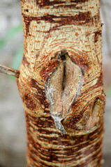 Trunk of a colorful tree. Texture on a brown, beige and reddish tree trunk.