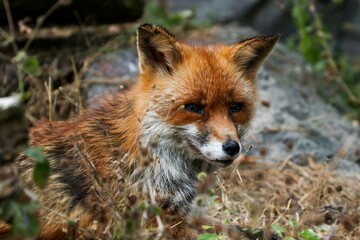 Fototapeta premium Closeup of an adorable Trans-Caucasian Montane fox, red fox captured in the wilderness