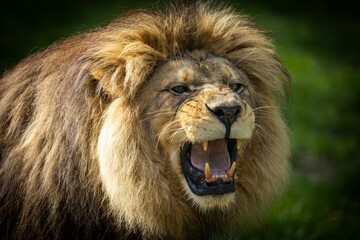 Closeup of a roaring furry Barbary lion captured in wilderness