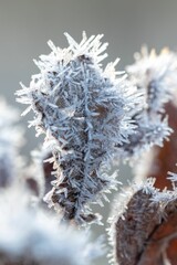 Vertical closeup of a frozen foliage, ice needles on dry leaves