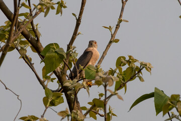 Shikra or Accipiter badius observed in Gajoldaba in West Bengal, India