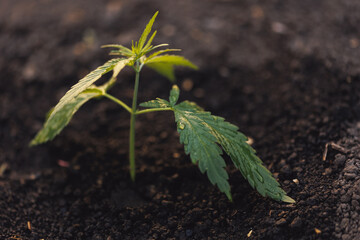 Farm marijuana cannabis on blurred background at sunset