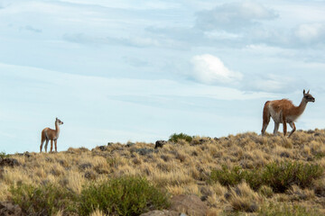 Guanaco de la Patagonia 