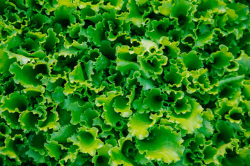 Green lettuce leaves in the garden. Natural background and texture. Organic farm. Healthy eating. Foods rich in vitamins. Agricultural industry.