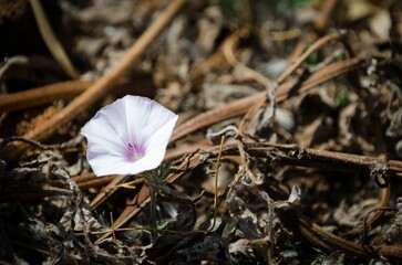Closeup of a beautiful tiny flower blooming on the ground covered in dry leaves and branches