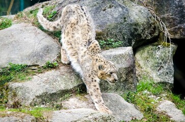 Snow leopard at the zoo.