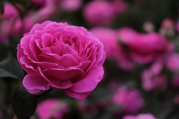 Closeup shot of a delicate pink rose on the blurred background