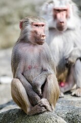 Vertical shot of a hamadryas baboon sitting on a rock.