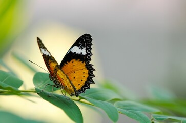 Soft focus of leopard lacewing butterfly perched on a plant