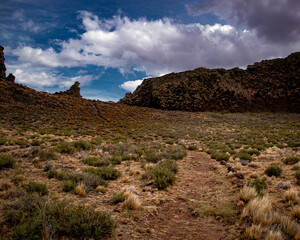 Guanaco de la Patagonia 