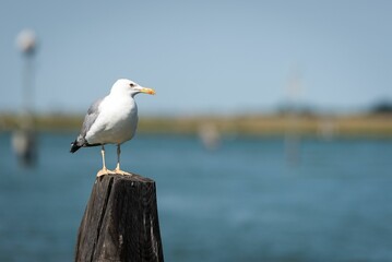 Closeup of a seagull perched on a tree stump