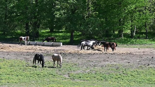 Horses Eating Hay