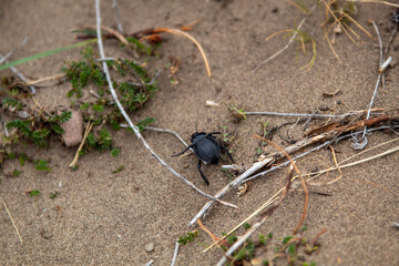 Guanaco de la Patagonia 