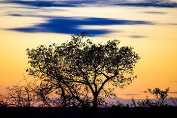 Naklejka na ściany i meble Silhouette of a tree against a breathtaking colorful sunset