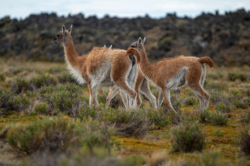 Guanaco de la Patagonia 