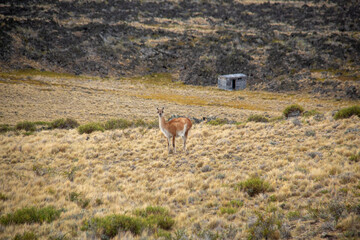 Guanaco de la Patagonia 