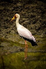 Vertical shot of a yellow billed stork standing on a pond looking for fish in Tanzania, East Africa