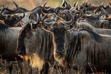 Scenic view of an open field full of wildebeests seen in an African safari - obrazy, fototapety, plakaty