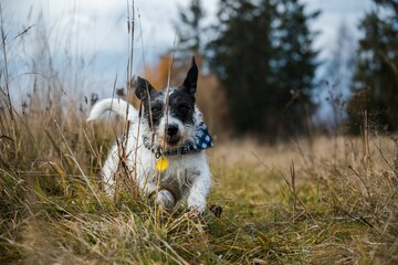 Cheerful Jack Russel Terrier dog in the field
