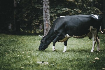Cow grazing in the grass farm with trees