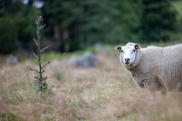 Fluffy Welsh Mountain sheep with an ear tag captured in a pasture