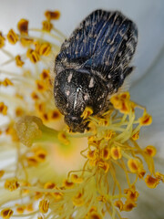 Beetle amidst the yellow stamens