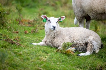 Naklejka na ściany i meble Adorable Texel sheep lamb lying on green grass in the field