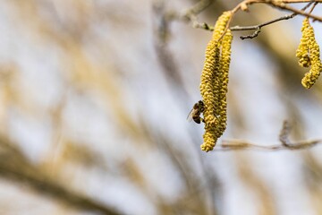 Closeup selective focus of a bee pollinating on a hazelnut tree