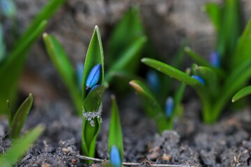 Selective focus of newly blooming little blue flowers in the early spring covered in fallen leaves