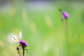 Selective focus of a cabbage white butterfly, pieris rapae on wildflower bud in a beautiful meadow
