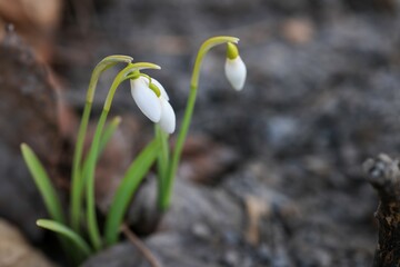 Closeup of small white cocoons of a flower in a garden against blurred background
