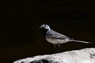 White wagtail hunting insect on the river
- 612497903
