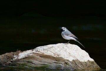 White wagtail hunting insect on the river
- 612497919