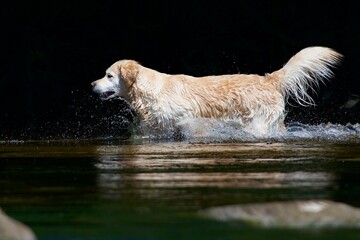 Hound dog play in the water - 612497926