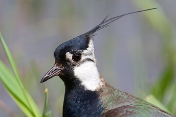 Northen lapwing on the west cost in Sweden - 612497930