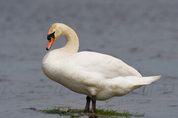 Mute swan on the west coast in Sweden - 612497957