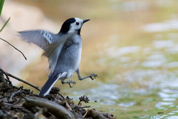 White wagtail hunting insect on the river
