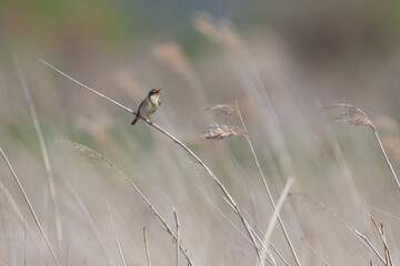 Sedge warbler in the reed in Sweden - 612497997