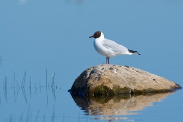 Seagull on the west coast in Sweden