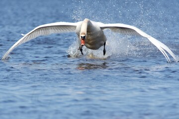 Mute swan on the west coast in Sweden - 612498126