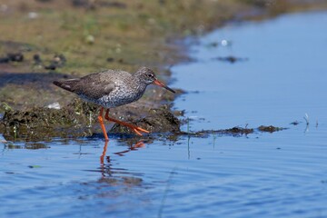 Common redshank on the west coast in Sweden - 612498141