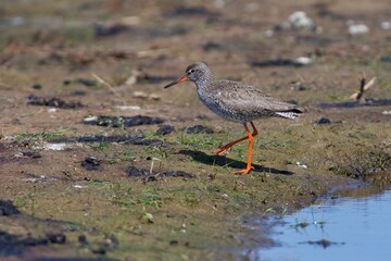 Common redshank on the west coast in Sweden - 612498149