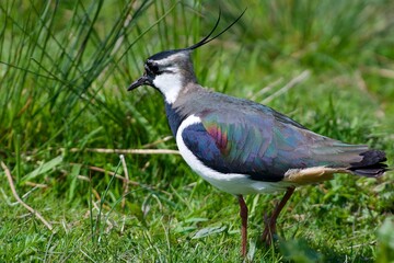 Northen lapwing on the west cost in Sweden - 612498151
