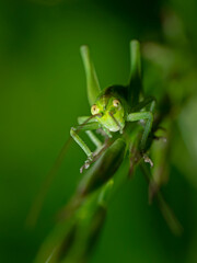 Grasshopper on blade of grass
