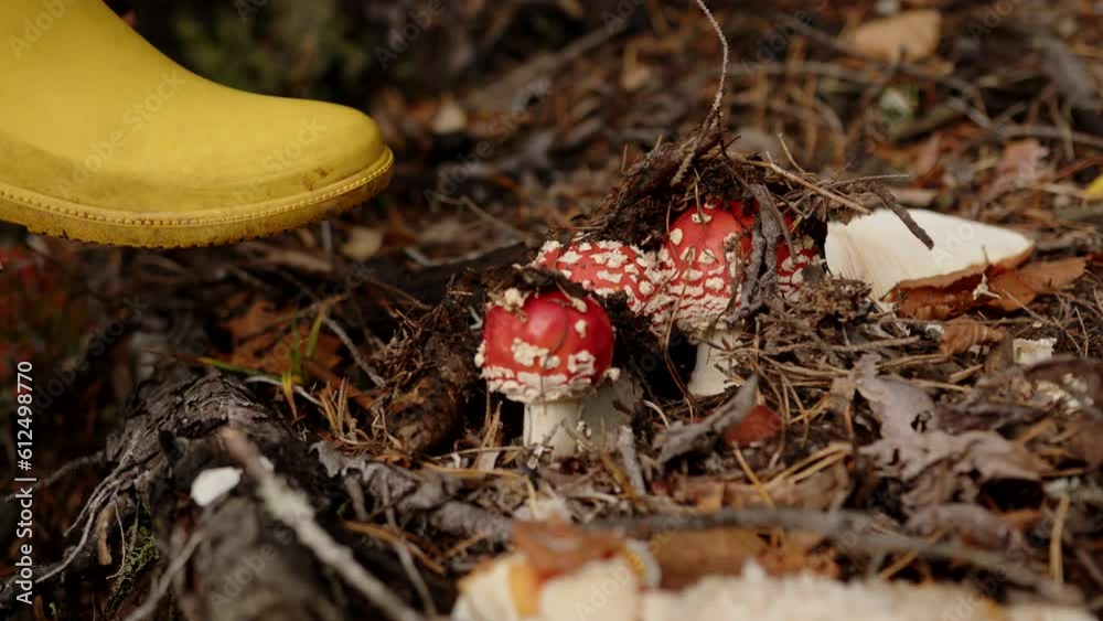 Sticker Red toadstool mushrooms  in a Norwegian rainforest