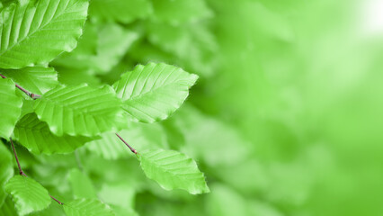 Fototapeta na wymiar Green hedge or Green leaves wall background with copy space Green shrub foliage