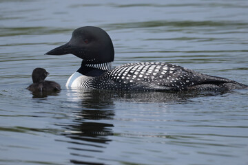 Loon family swimming on the lake