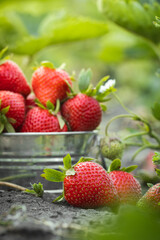 Close up shot of freshly picked ripe red strawberries in the metal bowl among the green leaves of strawberry bushes in the garden. Yield of berries in the summer.