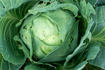 Cabbage damaged by pest close-up. Head and leaves of cabbage in holes eaten by larvae, worms and...